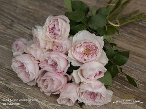 ROSE D. AUSTIN ROSALIND 50